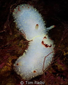 Pair of Acanthodoris nanaimoensis
Seattle, WA, U.S.A. by Tom Radio 